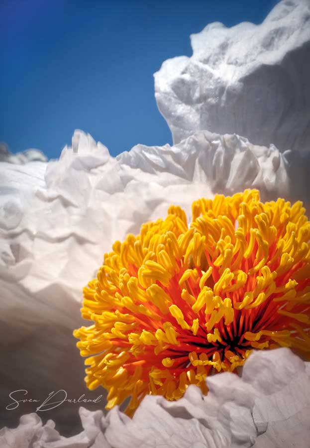 Matilija Poppy Close up