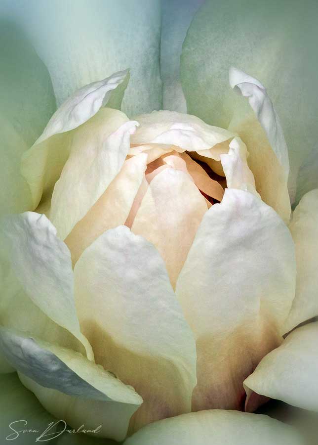 Victoria lily flower Close up
