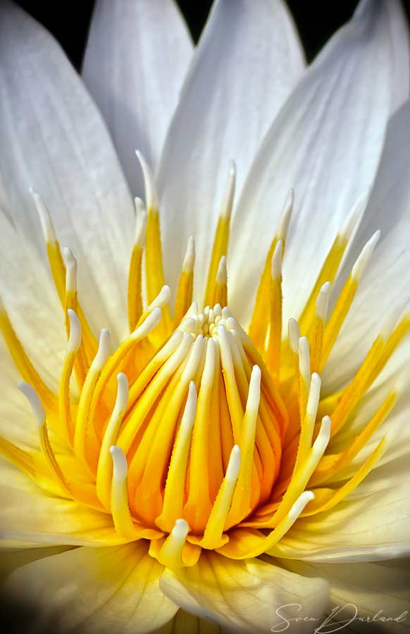 Water lily flower Close up