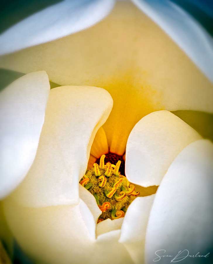 Close up magnolia flower