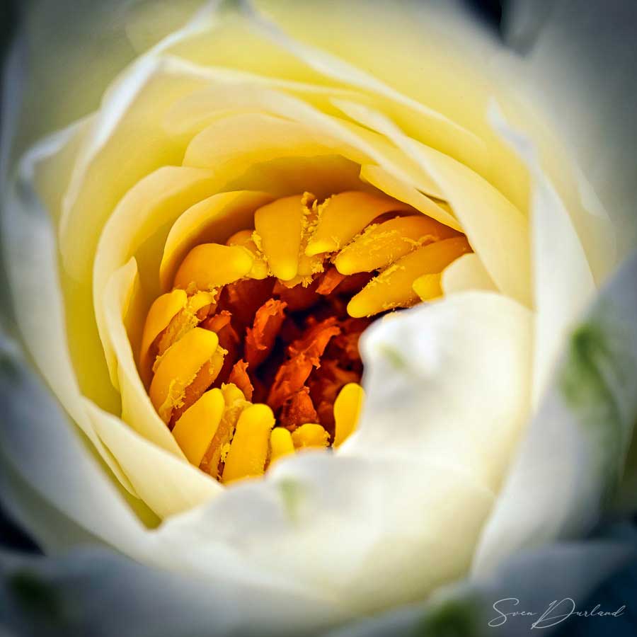 Water lily bud Close up