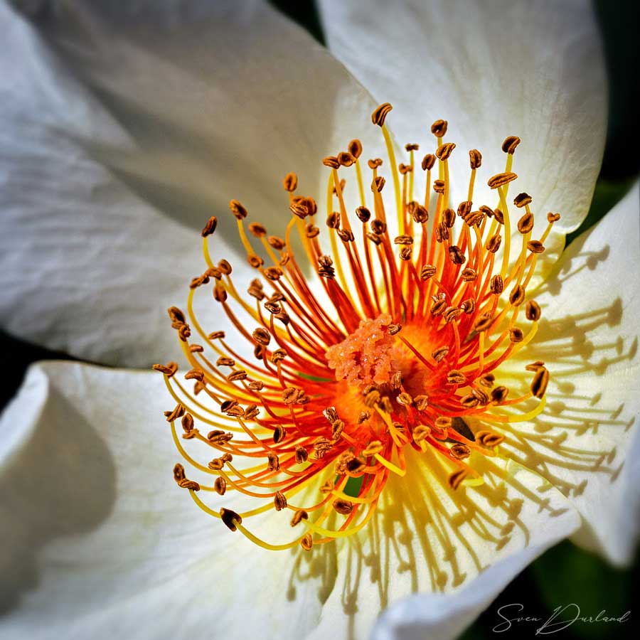 Rose flower Close up