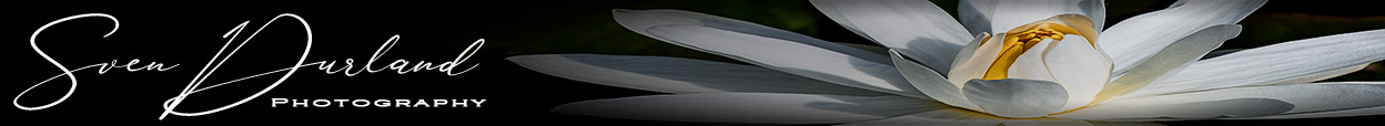 White Close up flower header