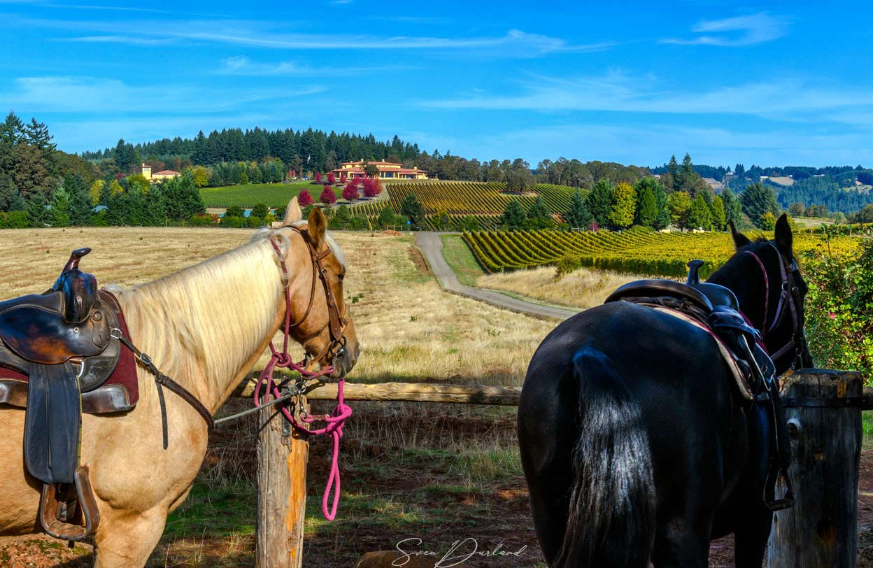 Equestrian Wine Tours, Oregon