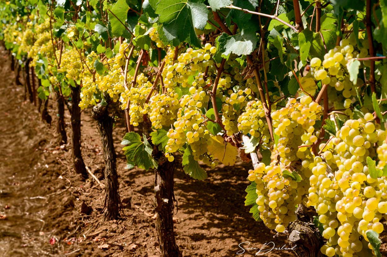 Grapes on the vine