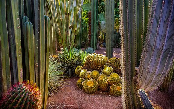 Majorelle Garden