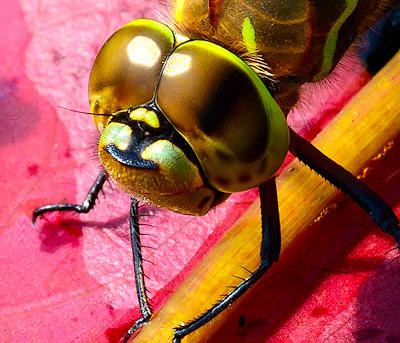 Dragonfly head Close up
