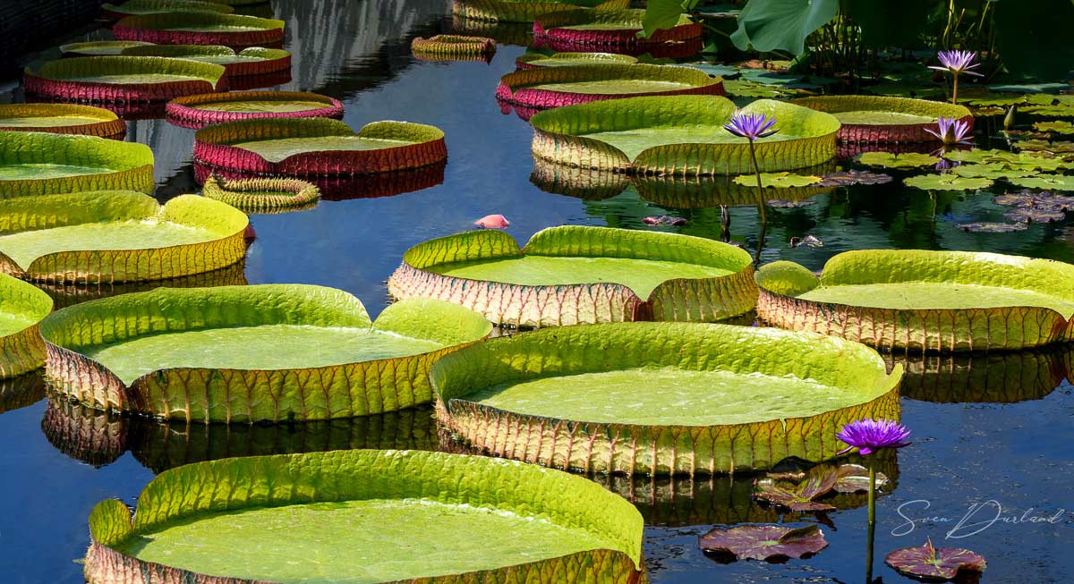 Giant water lily pads, Victoria lily