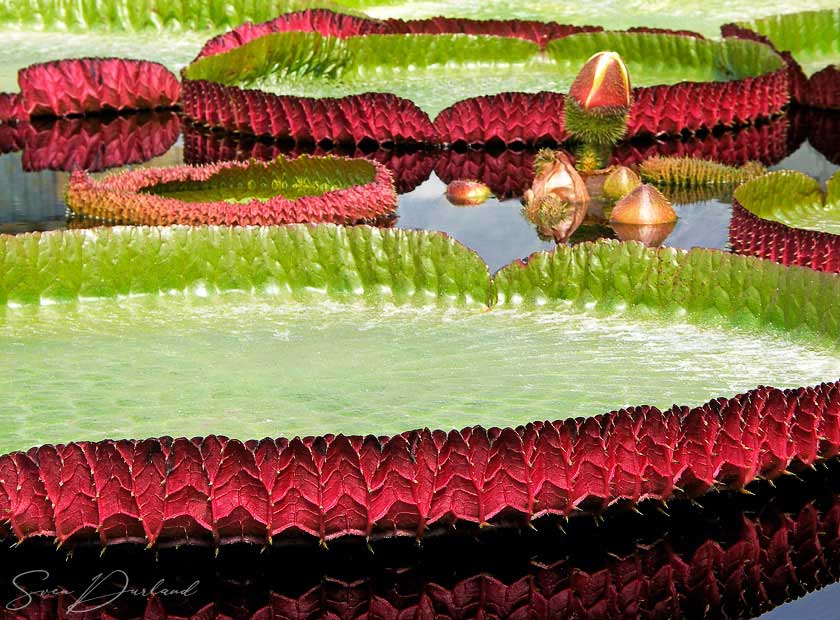 Giant water lily pads, victoria lily