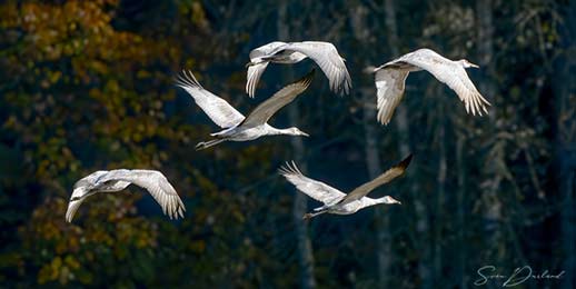 Sandhill cranes in flight