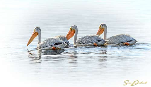 3 pelicans on water