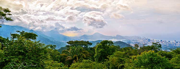 Tijuca Forest Rio