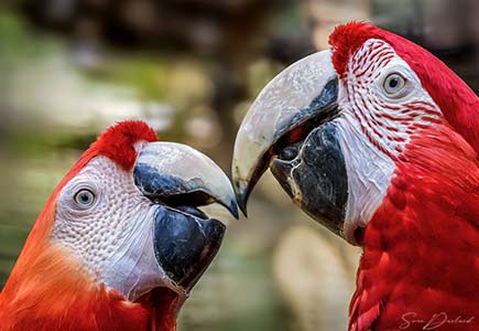 Scarlet macaws close up