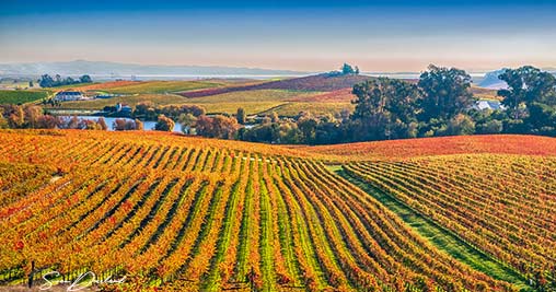 Napa Valley Vineyard