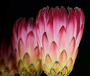 Tropical flower Close up