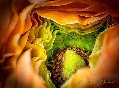 Ranunculus flower Close up