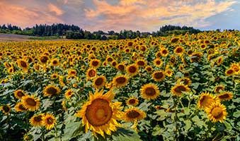 sunflower field