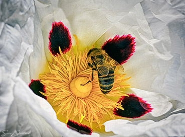 Bee on flower Close up