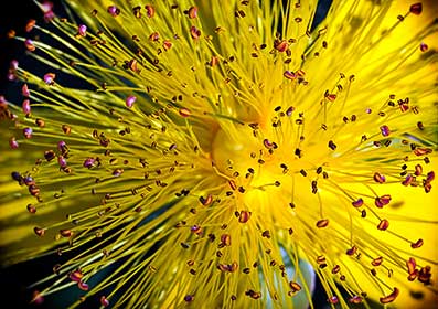 Flower Close up