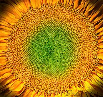 Sunflower Close up