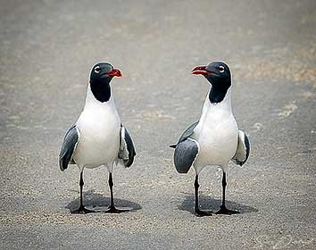 Laughing Gull couple