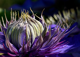Clematis flower Close up