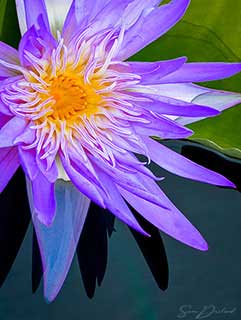 Water Lily Close up