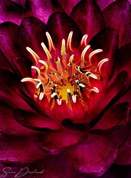 Water Lily Close up