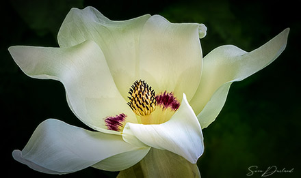 Magnolia flower Close up