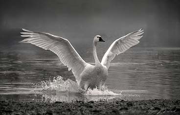 Tundra swan landing