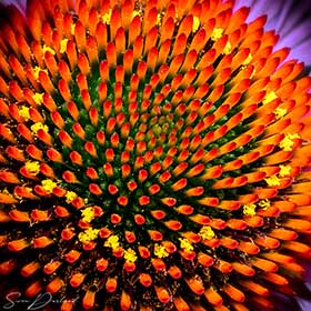 Cone flower Close up