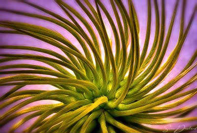 Seed ball Close up