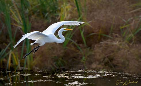 Egret in flight