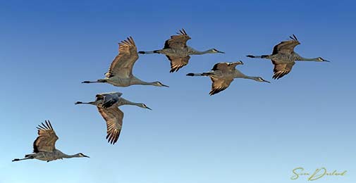 Sandhill cranes