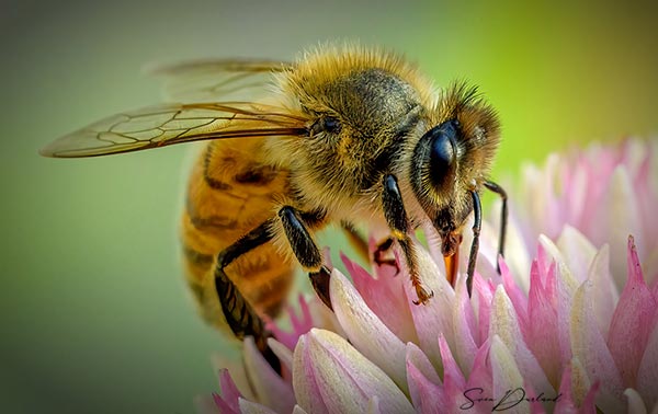 Extreme close up bee photo