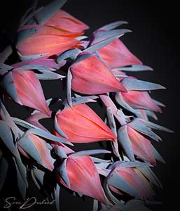 Echeveria buds