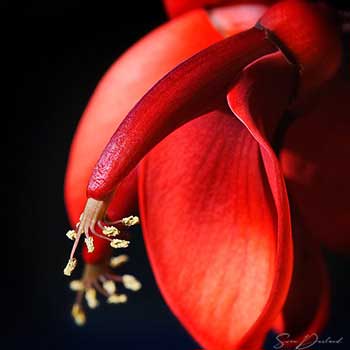Coral tree flower Close up