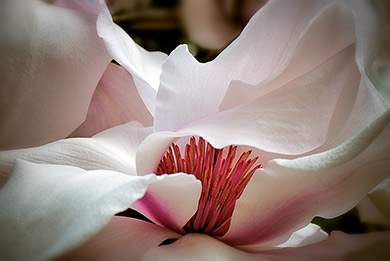 Magnolia flower Close up