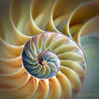Nautilus shell Close up
