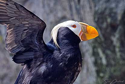 Tufted Puffin Close up