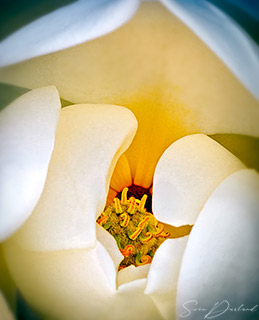 Magnolia flower Close up