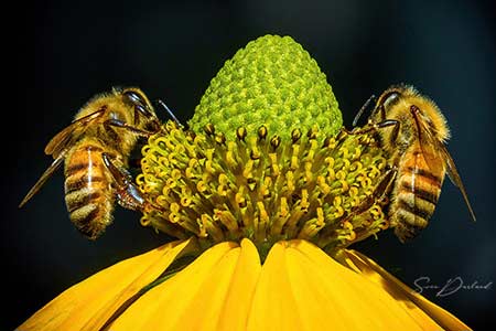 Bees Close up