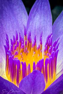 Water Lily Close up