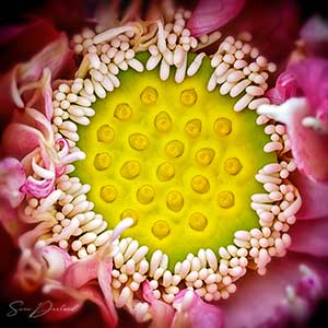 Lotus flower Close up
