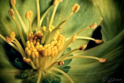 Helleborus flower Close up