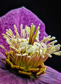 Helleborus flower Close up