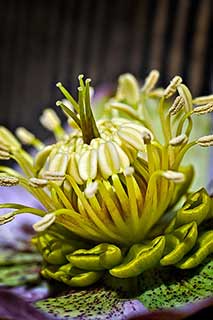 Helleborus flower Close up
