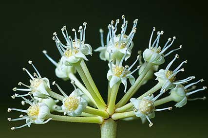 Japanese aralia flower Close up