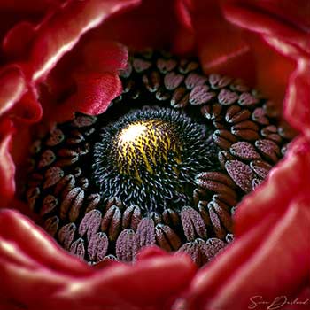 Ranunculus flower Close up