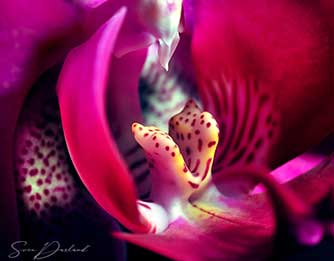 Orchid Close up